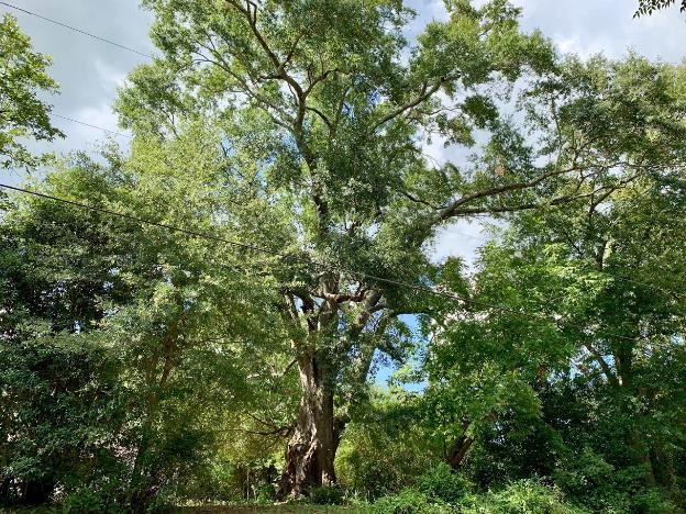 Champion Trees | Georgia Forestry Commission